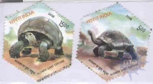 2008, Adwaitya Aldadra Giant Tortoise Of Alipore Zoo Kolkata Hexaconal Design (Phila India # 2368 a),MNH.