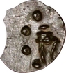 Potin Coin of Kadambas of Banavasi.