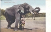 Picture post card of Elephant.