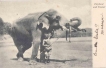Picture post card of Elephant.