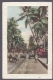 Picture Post Card of Palm Grove of Bombay.