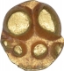 Rare Gold Fanam Coin of Chalukyas of Kalyana.