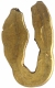 Gold U Shaped Fanam Coin of Shilaharas of Karahad.